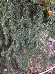 Picea obovata