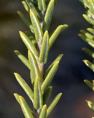 Phylica lanata