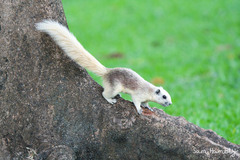 Callosciurus finlaysonii