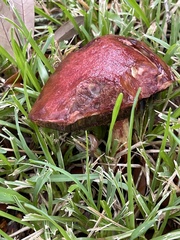 Limacella