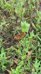 Phyciodes tharos