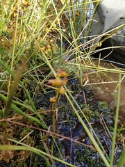 Scheuchzeria palustris