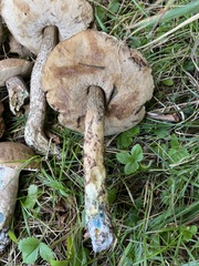 Leccinum duriusculum