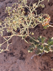Eriogonum corymbosum