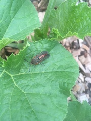 Eichlinia cucurbitae