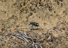 Cicindela scutellaris lecontei