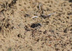 Cicindela scutellaris lecontei