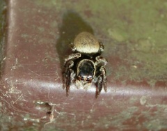 Carrhotus xanthogramma