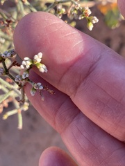 Eriogonum corymbosum