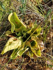 Sarracenia purpurea venosa
