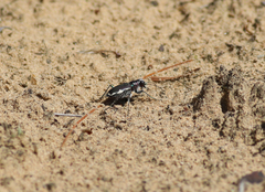 Cicindela scutellaris lecontei
