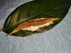 Satyrinae
