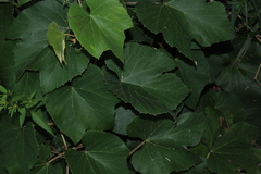 Vitis labrusca