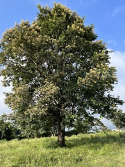 Terminalia elliptica