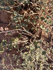 Eriogonum corymbosum