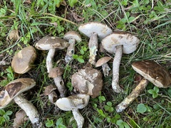 Leccinum duriusculum