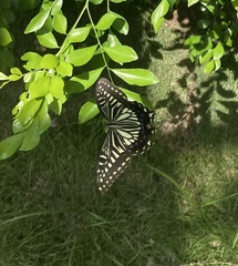 Papilio xuthus