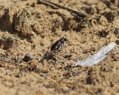 Cicindela scutellaris lecontei
