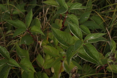 Cornus alba