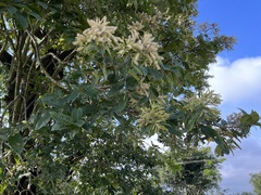 Terminalia elliptica