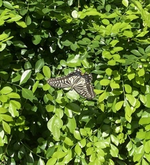 Papilio xuthus