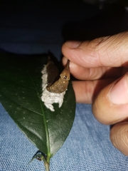 Satyrinae