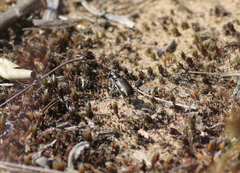Cicindela scutellaris lecontei