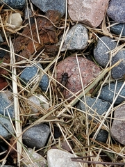 Allonemobius fasciatus