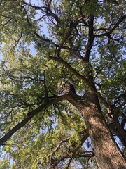 Quercus sinuata