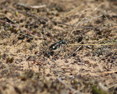 Cicindela scutellaris lecontei