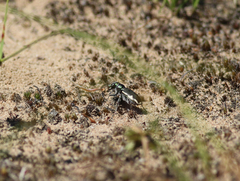 Cicindela scutellaris lecontei