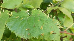 Eriophyes tiliae