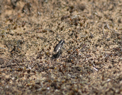 Cicindela scutellaris lecontei