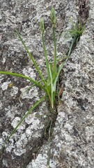 Albuca setosa