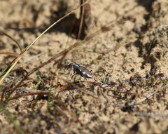 Cicindela scutellaris lecontei