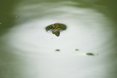 Cuora amboinensis kamaroma