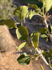 Fraxinus anomala