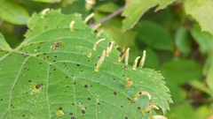 Eriophyes tiliae