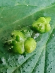 Cecidophyes nudus