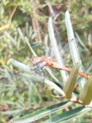 Sympetrum striolatum