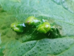 Cecidophyes nudus