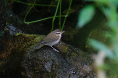 Phylloscopus tenellipes