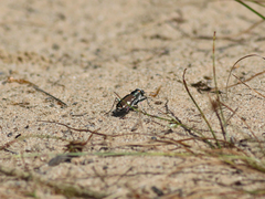 Cicindela scutellaris lecontei