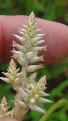 Froelichia floridana