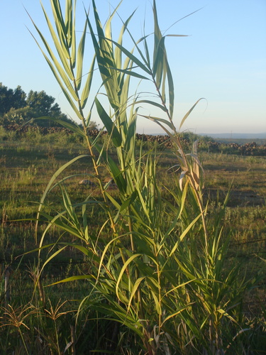 Carrizo (Pennisetum bambusiforme)
