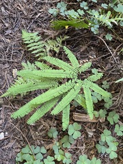 Adiantum aleuticum