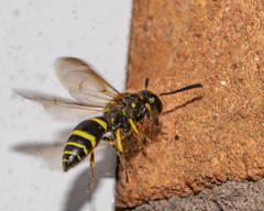 Ancistrocerus catskill