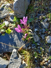 Gentianella germanica