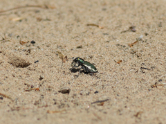 Cicindela scutellaris lecontei