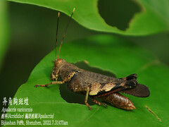 Apalacris varicornis